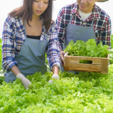 Άτομα βάζουν μαρούλια σε τελάρα