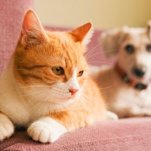 Σύμμαχος στην υγιή γήρανση τα κατοικίδια - Νέα μελέτη δείχνει ότι η κατοχή σκύλου ή γάτας συνδέεται με βραδύτερη γνωστική έκπτωση 