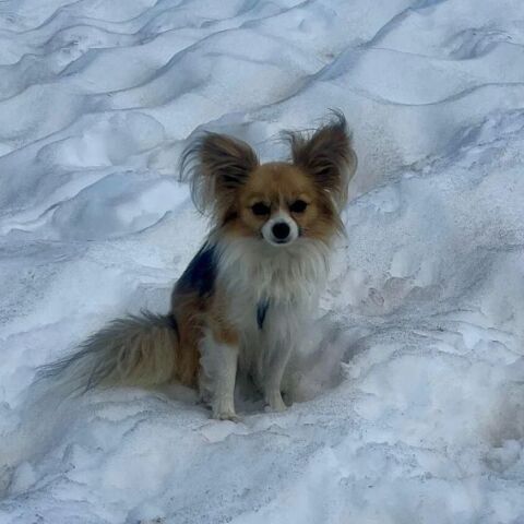 Ελβετία: Μικρός σκύλος έσωσε τον ιδιοκτήτη του που είχε πέσει σε παγετώνα στις Άλπεις - Μεταφέρθηκαν και οι δύο σε νοσοκομείο.