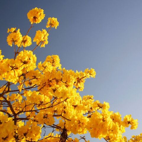 Εορτολόγιο: Σήμερα 10 Ιουλίου 2025 γιορτάζει…