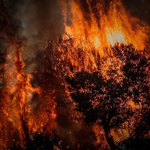 Φωτιά σε δέντρα