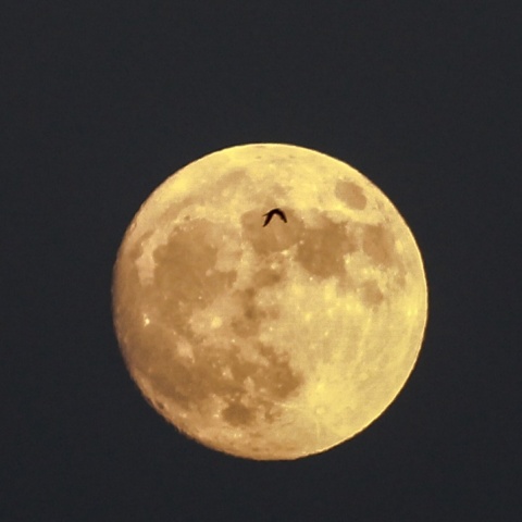 Πανσέληνος Ιουλίου 2025: Πότε θα δούμε το Φεγγάρι του Ελαφιού 