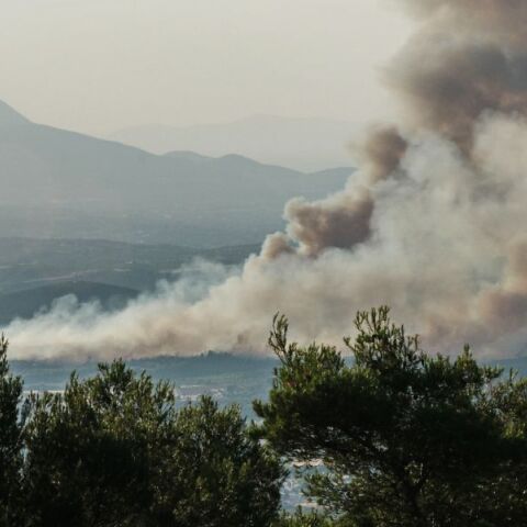 Φωτιά στον Ωρωπό: Προσήχθη ένας 72χρονος για εμπρησμό - Βρέθηκαν καμένες κυψέλες στο σημείο που άρχισε η πυρκαγιά