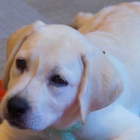 Η LAMDA «υιοθετεί» τη Λάμδα, έναν σκύλο-οδηγό μέσω του προγράμματος Liberty Dogs, ενισχύοντας την κοινωνική ευθύνη με πράξεις ζωής και ουσίας.