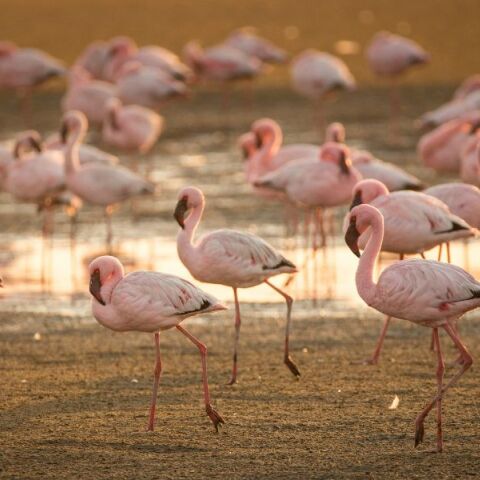 Φλαμίνγκο προκαλούν σοβαρές ζημιές σε ορυζώνες για ριζότο στη Φεράρα της Ιταλίας - Οι αγρότες αντιδρούν με περιπολίες και εκφοβισμούς.