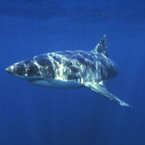 Το δέρμα του μπλε καρχαρία αλλάζει χρώμα με φυσική... νανοτεχνολογία