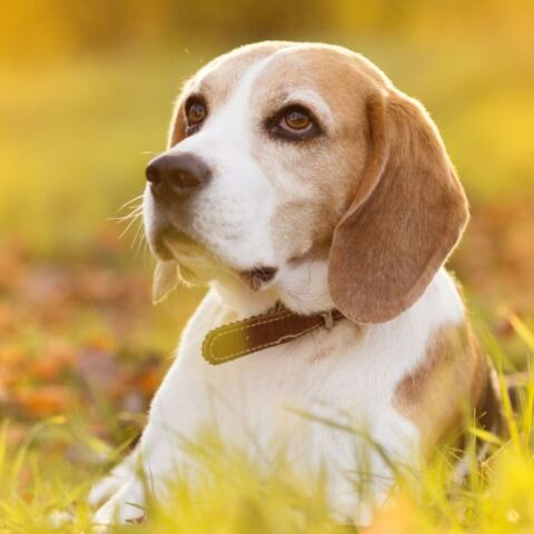 Ποιοι σκύλοι κινδυνεύουν περισσότερο από θερμοπληξία το καλοκαίρι - και τι να κάνετε για να τα προστατέψετε