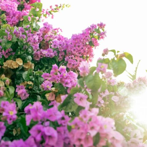 Εορτολόγιο: Σήμερα 17 Ioυλίου 2025 γιορτάζει…