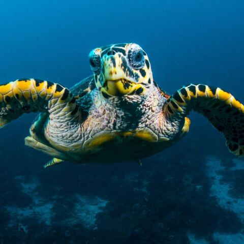 Θαλάσσια χελώνα
