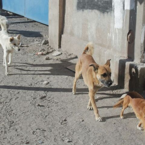Ηράκλειο: 62χρονη είχε 66 σκυλιά στο σπίτι της και την αυλή της χωρίς ηλεκτρονική σήμανση και βιβλιάρια υγείας