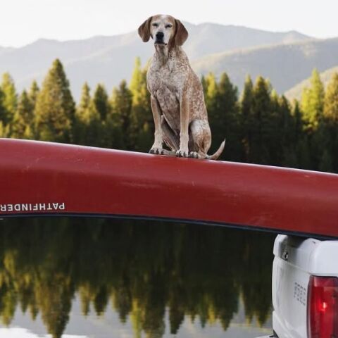 Η Μάντι, σκυλί με 1 εκατ. ακόλουθους στο Instagram, πέθανε στα 14 της - Έζησε μοναδική ζωή και έγινε σύμβολο για χιλιάδες ανθρώπους.