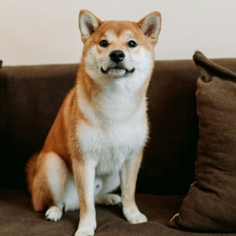 Τι πραγματικά βλέπουν οι σκύλοι παρακολουθώντας τηλεόραση;