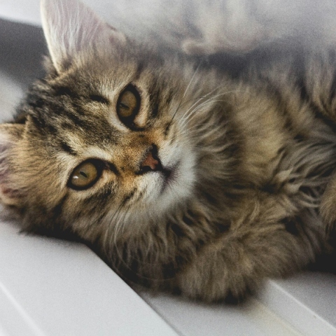 Η γάτα που γύρισε σπίτι μετά από 13 χρόνια 