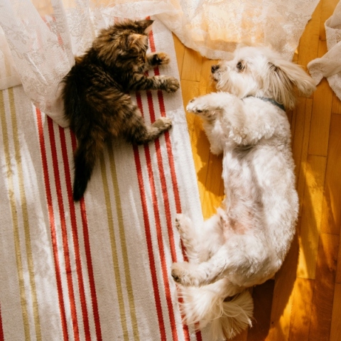 Κατοικίδια