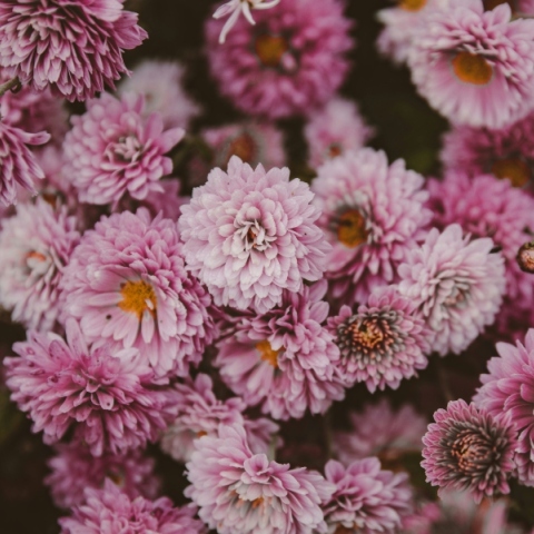 Εορτολόγιο: Σήμερα 27 Ιουλίου 2025 γιορτάζει…