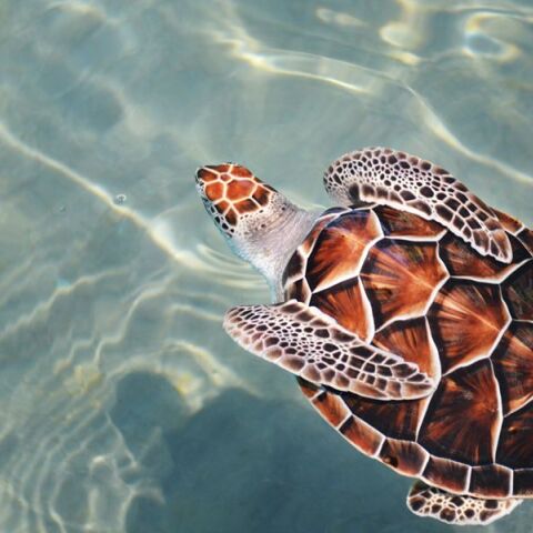 Γιατί δεν πρέπει να ταΐζουμε τις θαλάσσιες χελώνες - Δεν είναι κατοικίδια, είναι άγρια ζώα