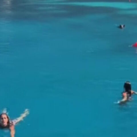 Αγριογούρουνο στην Ιθάκη κυνήγησε τουρίστριες μέσα στη θάλασσα - Δείτε το βίντεο που έγινε viral