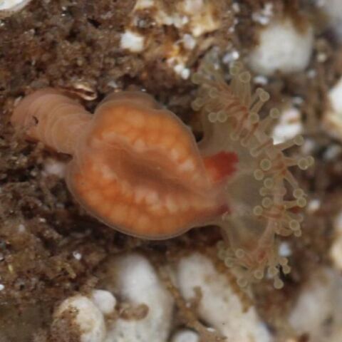 Μέδουσα Depastrum cyathiforme που είχε να εμφανιστεί από το 1976 βρέθηκε ζωντανή σε βράχια της Σκωτίας - Ελπίδες για σταθερό πληθυσμό.