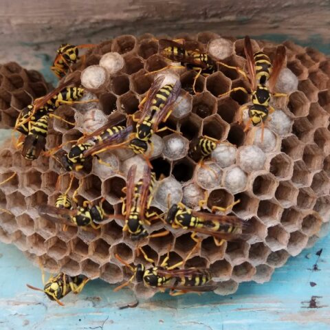 Ραδιενεργή σφηκοφωλιά εντοπίστηκε στις ΗΠΑ 