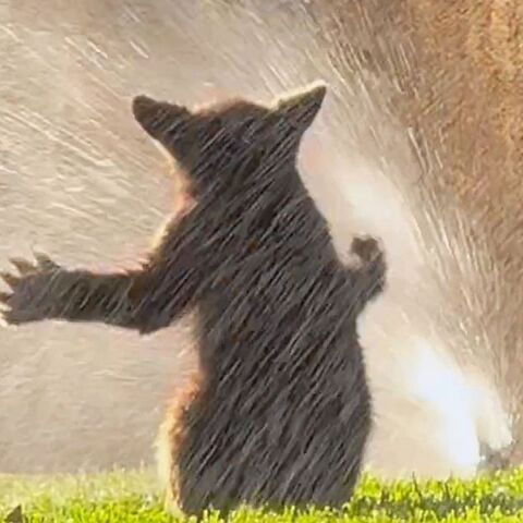 Αρκουδάκι δροσίζεται σε ποτιστικά στην Καλιφόρνια και συγκινεί - Η μητέρα του εμφανίστηκε λίγο μετά - Το περιστατικό καταγράφηκε σε βίντεο.