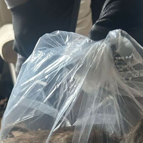 Αρουραίος - γίγας 56 εκατοστών εντοπίστηκε από συνεργείο απεντόμωσης σε σπίτι στη Βρετανία, πυροδοτώντας ανησυχίες για έξαρση τρωκτικών