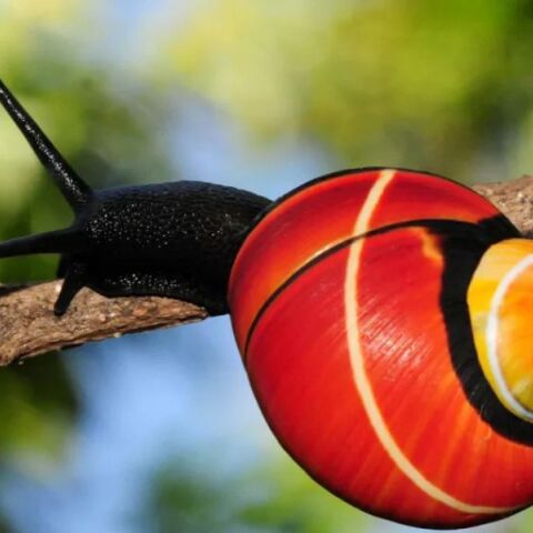 Τα σαλιγκάρια Polymita απειλούνται με εξαφάνιση λόγω της σπάνιας ομορφιάς τους - Διεθνής ομάδα προσπαθεί να τα διασώσει και να αποκωδικοποιήσει το DNA τους.