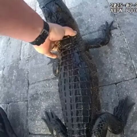 Αστυνομικός στη Φλόριντα έπιασε με γυμνά χέρια αλιγάτορα από πισίνα - Το ερπετό μεταφέρθηκε στο πίσω κάθισμα περιπολικού σε κοντινή λίμνη.