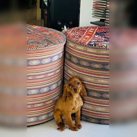 Φέτος απέκτησα σκύλο, τη Μαμζέλ