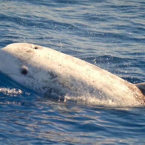 Το Ινστιτούτο Αρχιπέλαγος κατέγραψε σταχτοδέλφινο στην τάφρο της Ικαρίας - Το σπάνιο αυτό είδος απειλείται από την υπεραλίευση και τη ρύπανση.
