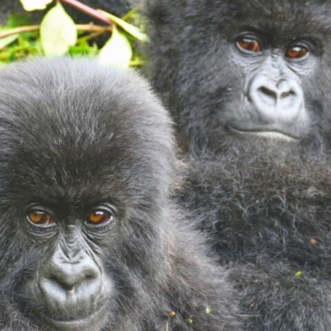 Έρευνα: Θηλυκοί γορίλες στη Ρουάντα αναζητούν παλιές φίλες όταν αλλάζουν ομάδα, δείχνοντας πόσο βαθιές είναι οι κοινωνικές τους σχέσεις.