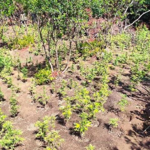 Μεγαλέμπορος ναρκωτικών καλλιεργούσε χασισόδενδρα σε Αιτωλοακαρνία και Λακωνία και διακινούσε το προϊόν σε κοσμοπολίτικο νησί του Αιγαίου - 1,3 εκατ. τα κέρδη