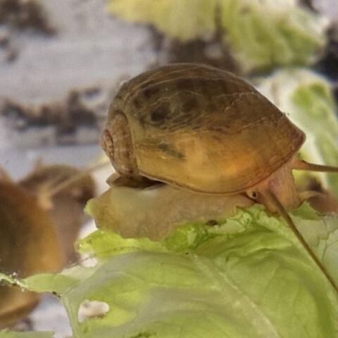 Το σαλιγκάρι Pomacea canaliculata αναγεννά πλήρως τα μάτια του - Νέα μελέτη εξετάζει αν αυτή η ικανότητα μπορεί να εφαρμοστεί στον άνθρωπο.