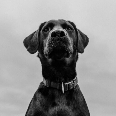 Συνελήφθη άνδρας που κατηγορείται για θανάσιμο τραυματισμό σκύλου με καραμπίνα σε οικισμό της Ξάνθης - Κατασχέθηκαν όπλο και φυσίγγια