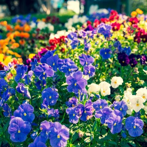 Εορτολόγιο: Σήμερα 12 Αυγούστου 2025 γιορτάζει…