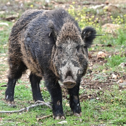 Αγριογούρουνο