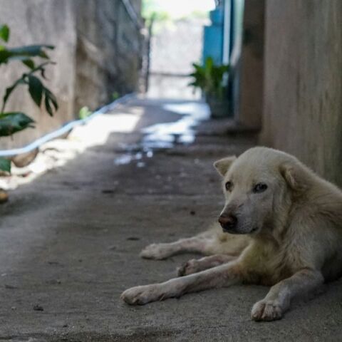 Κτηνωδία στον Βόλο: 61χρονος πυροβόλησε και σκότωσε αδέσποτο σκύλο έξω από το Δημοτικό Κυνοκομείο