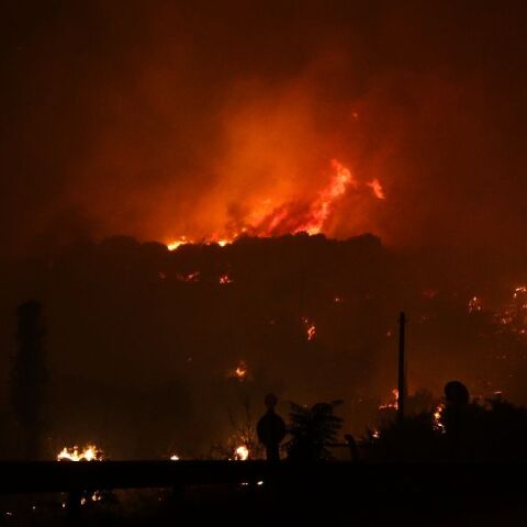 Φωτιές: Δραματική έκκληση για να μη μένουν τα ζώα πίσω - «Λύστε τα, πάρτε τα μαζί»