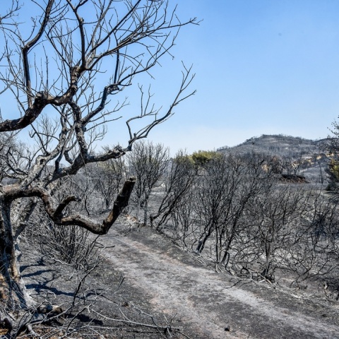 Καμένα από τη φωτιά στην Αχαΐα