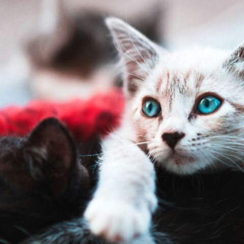 Οι γάτες εμφανίζουν άνοια όπως οι άνθρωποι – και ίσως κρύβουν το μυστικό για την αντιμετώπισή της