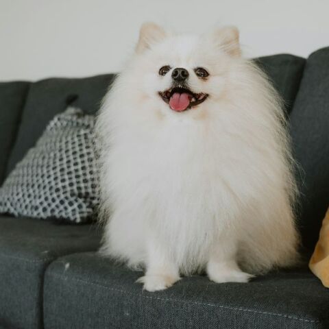 Μικροσκοπικός σκύλος έδιωξε αρκούδα από σπίτι στις ΗΠΑ και απέδειξε ότι το θάρρος νικά το μέγεθοςΜικροσκοπικός σκύλος έδιωξε αρκούδα από σπίτι στις ΗΠΑ και απέδειξε ότι το θάρρος νικά το μέγεθος