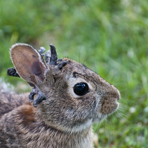 Τι συμβαίνει με τα κουνέλια «Φρανκενστάιν» στο Κολοράντο;