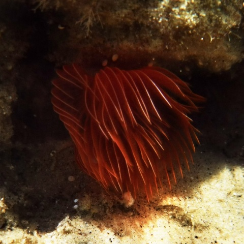 Θαλάσσια ανεμώνη στον βυθό της Σύρου