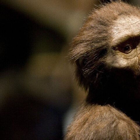 Η Λούσι, ο πλέον γνωστός αυστραλοπίθηκος 