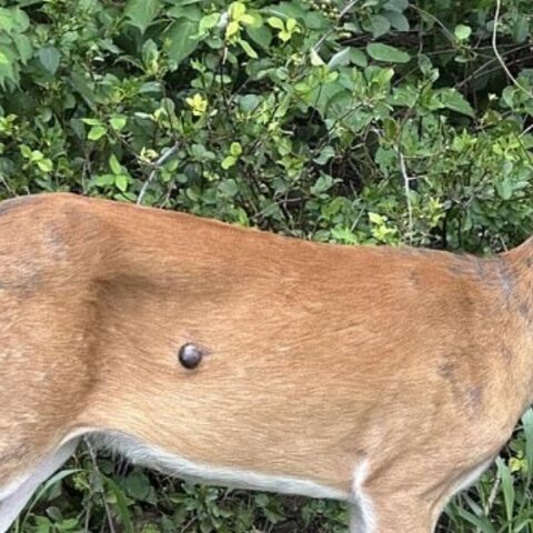 Ελάφια με εξογκώματα στο σώμα τους εντοπίστηκαν στην Πενσιλβάνια 