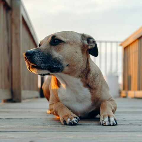 Ο Δήμος Αθηναίων αποκάλυψε παράνομο χώρο ταφής ζώων συντροφιάς στο Άλσος Χωροφυλακής - Η υπόθεση ερευνάται από Εισαγγελέα.