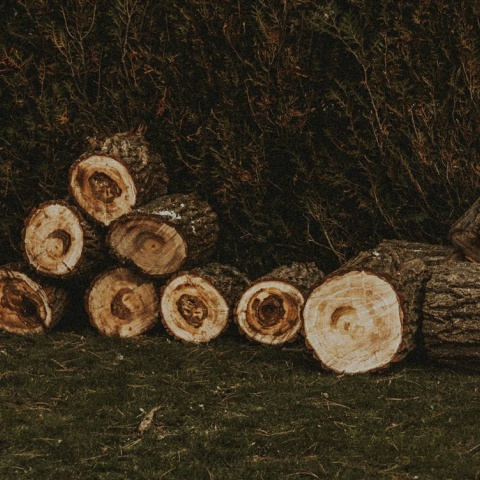 Κομμένο δέντρο