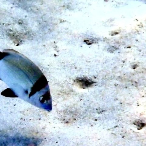 Κολύμπι στα ρηχά νερά