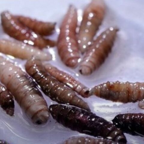 Οι ΗΠΑ κατέγραψαν το πρώτο ταξιδιωτικό κρούσμα παρασίτου «σαρκοφάγου μύγας» σε άνθρωπο που επέστρεψε από το Ελ Σαλβαδόρ - Συναγερμός στις υγειονομικές αρχές