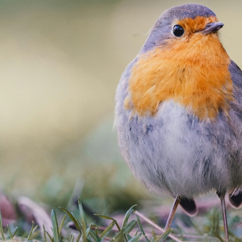 Γιατί τα πουλιά κάνουν υπερωρίες στο κελαήδημα 