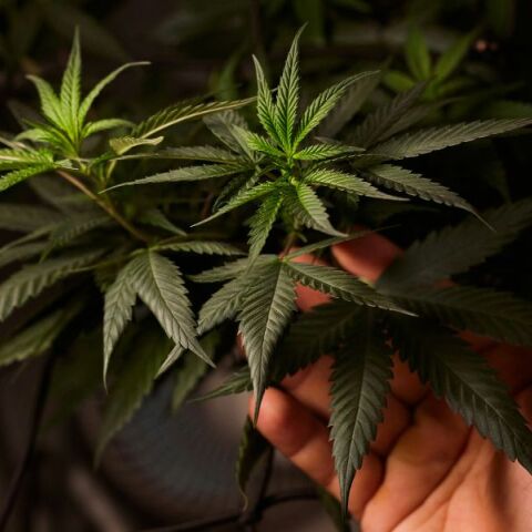 Νέα έρευνα του King's College αποκαλύπτει ότι όσοι καπνίζουν κάνναβη για λόγους υγείας είναι πιο επιρρεπείς σε ψυχωτικά συμπτώματα από τους ψυχαγωγικούς χρήστες